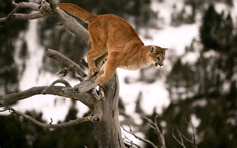Cougar Jump On Tree Wallpapers 1920x1200 582464