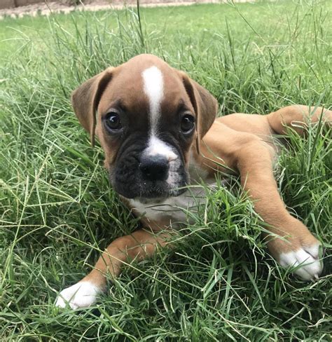 Hello Introducing My Boxer Baby Boxer Forum Boxer Breed Dog Forums