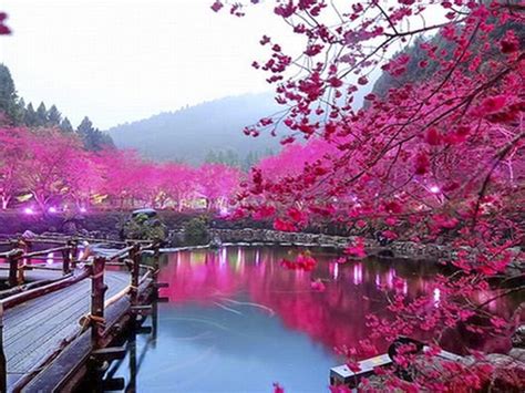 Pink Color Lake Trees Bridge Hd Wallpaper 000213