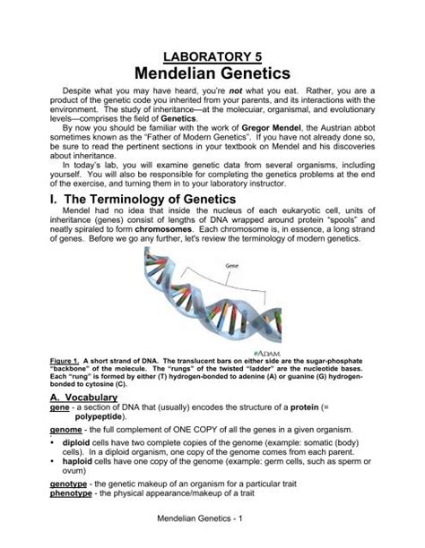 Does The Genetic Makeup Of An Organism Consutes Its Genotype Mugeek