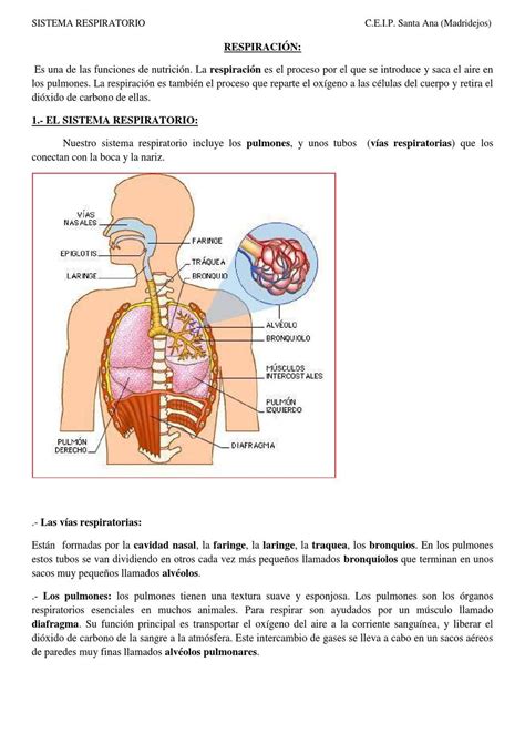 Sistema Respiratorio Resumen Sistema Respiratorio Fisiologia Images