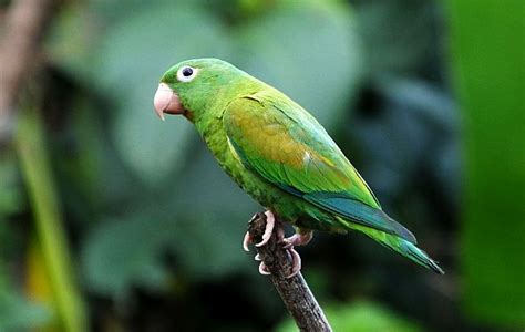 Parrots In My Costa Rican Neighborhood 10000 Birds