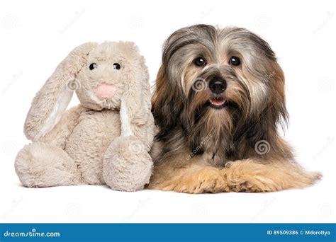 Cute Havanese Dog With A Rabbit Plush Toy Stock Photo Image Of Breed