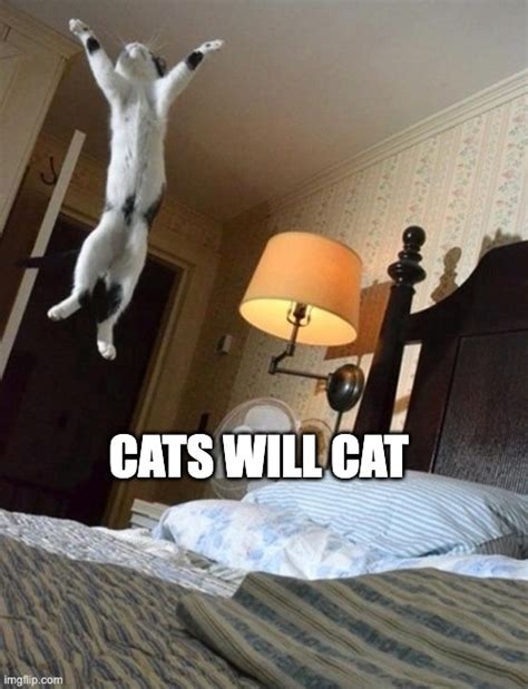 Jumping Cat Imgflip