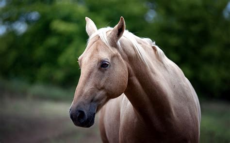 Wallpaper Horses Animal