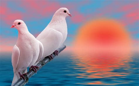 Love Birds 4k Wallpaper Download Rehare