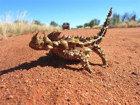 However, the thorny plants can not live without water for a long time. Which Animals Can Live Without Water For Years ...