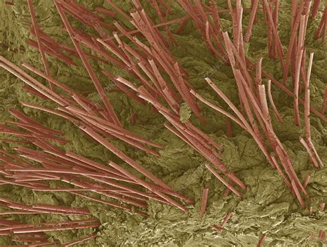 human hair sem stock image f001 3064 science photo library