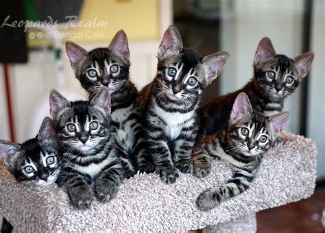 The evolution of domestic bengal cat colors and patterns we have come a long way baby. 3rd Generation Bengal Cat - Baby Kitten Milk Replacer