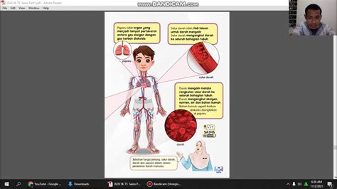 Sains Tahun 5 Sistem Peredaran Darah Manusia Youtube