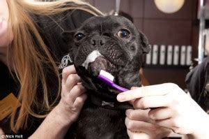In conjunction to this, french bulldogs may also suffer from thyroid condition. Invasion of the French bulldogs