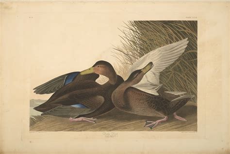 John James Audubon Dusky Duck From The Birds Of America 1827 38