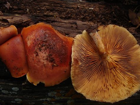 Gymnopilus Sp Mushroom Hunting And Identification Shroomery