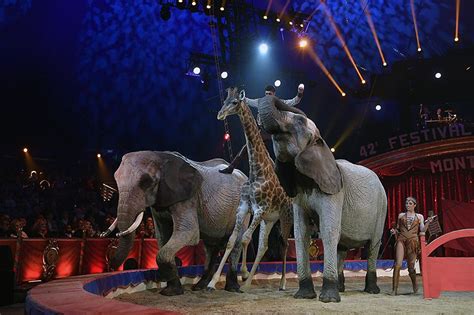 After Claims Of Animal Cruelty Can The Circus Survive