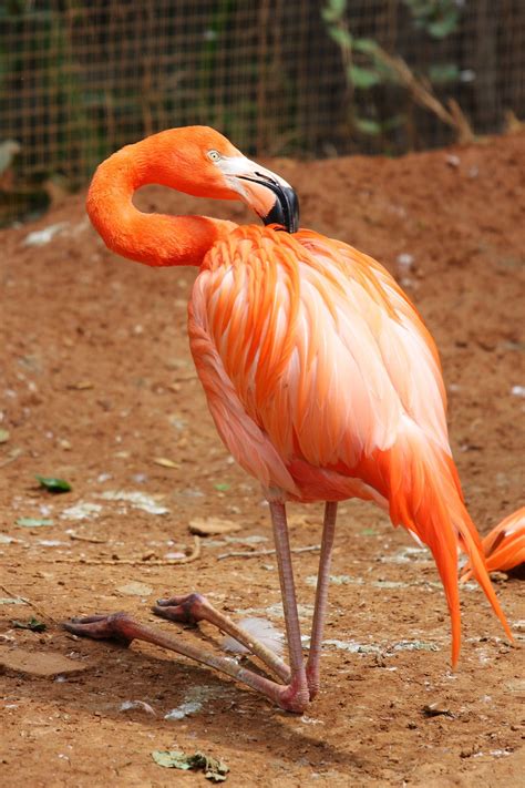 Flamingos embody the saying you are what you eat. Interesting Facts About Flamingos That'll Take Your Breath ...