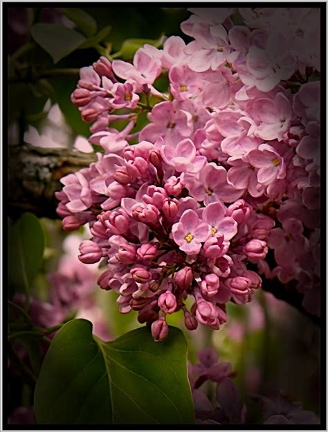 Rochester, ny garden & house rochester 70 $ Lilac Festival ~ Rochester NY | The Lilac Festival ...