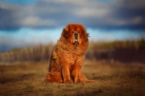 Tibetan Mastiff Full Profile History And Care