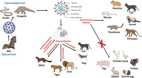 Frontiers An Overview Of Sars Cov 2 And Animal Infection