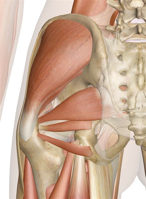 Superficial Muscles Of The Hip Posterior View Human Body Anatomy