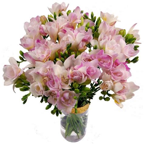 20 Pink Freesia Fresh Flowers 20 Stems Of Pink Freesia By Florists
