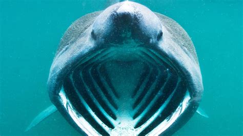 Rare Giant Basking Shark Tracked By Satellites After Sighting In France