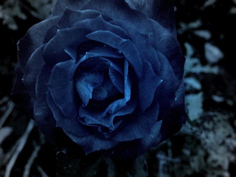 Maybe you would like to learn more about one of these? Dark Blue Roses Wallpaper - WallpaperSafari