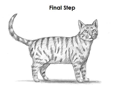 595x693 drawings of cats 25 beautiful cat drawings from top artists around. How to Draw a Cat (Tabby)
