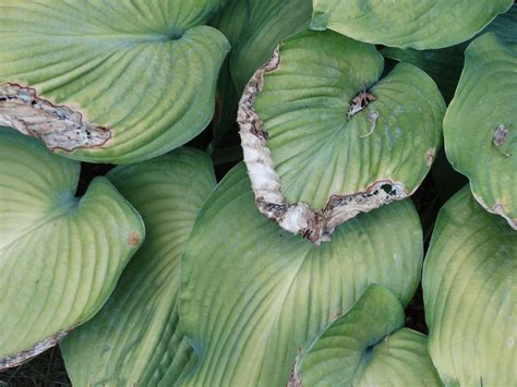 Free Images Leaf Flower Petal Food Green Produce Botany Flora