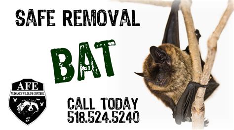 Check spelling or type a new query. We provide Safe and Reliable wild Bat removal from your ...