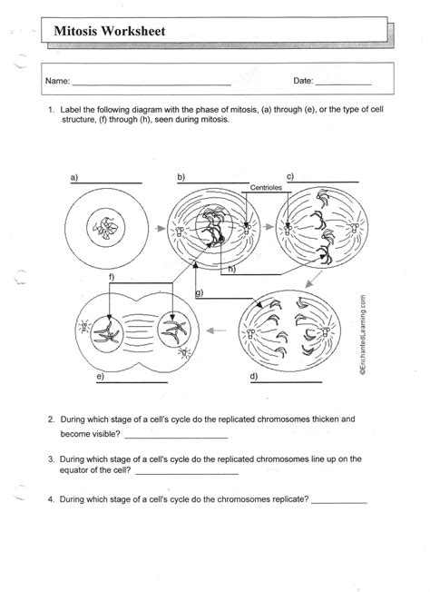 In a normal lab setting, we would look at tissue sections from embryonic tissue (blastula stage). 14 Best Images of Onion Cell Mitosis Worksheet Answers ...