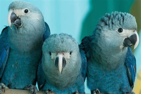 Kita bisa bantu loh :d kontak kita langsung aja ya ke: Burung Biru Cantik dalam Film Rio Diyakini Ahli Punah di ...