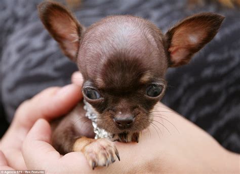 Worlds Smallest Dog Milly The Chihuahua Is 38 Inches