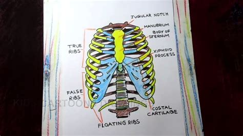 How To Draw Human Rib Cage Human Thoracic Cage Anatomy Drawing Youtube