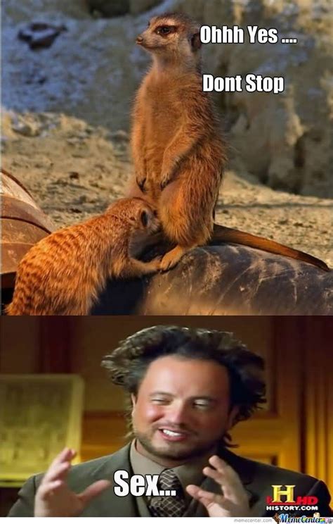 19 Funny Animals Meme That Make You Laugh Memesboy