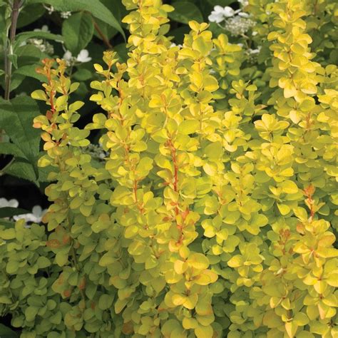 Sunjoy Gold Pillar® Barberry Great Garden Plants