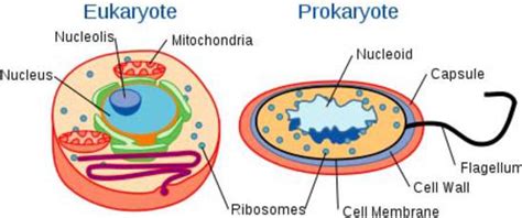 They are one of the two different types of cells that are the foundations of all of earth's life. Prokaryotic Cell Parts, Functions & Diagram