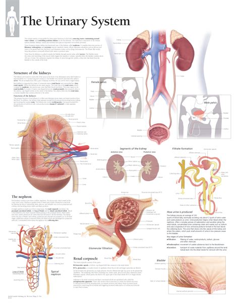 the urinary system 2600 anatomical parts and charts