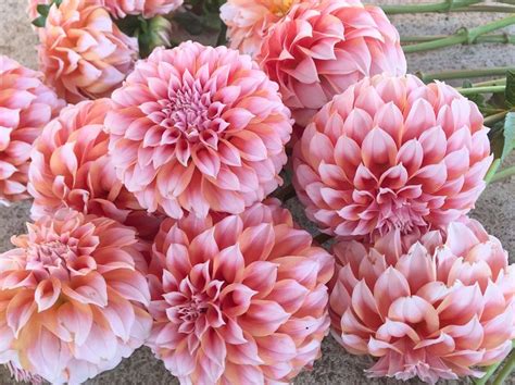 Peaches N Cream Dahlia Flower Farmer Flower Farm September Flowers