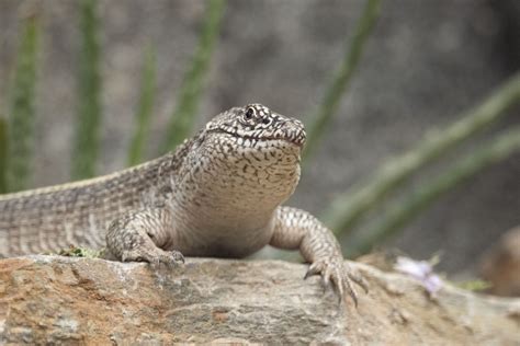 Giant Plated Lizard Matobosaurus Validus Zoochat