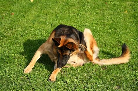 German Shepherd Itching Skin Causes And Treatment