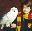 HootSuite en: Harry Potter y las Lechuzas Mensajeras de las Redes ...