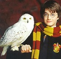 Images of Hedwig - Harry Potter Wiki
