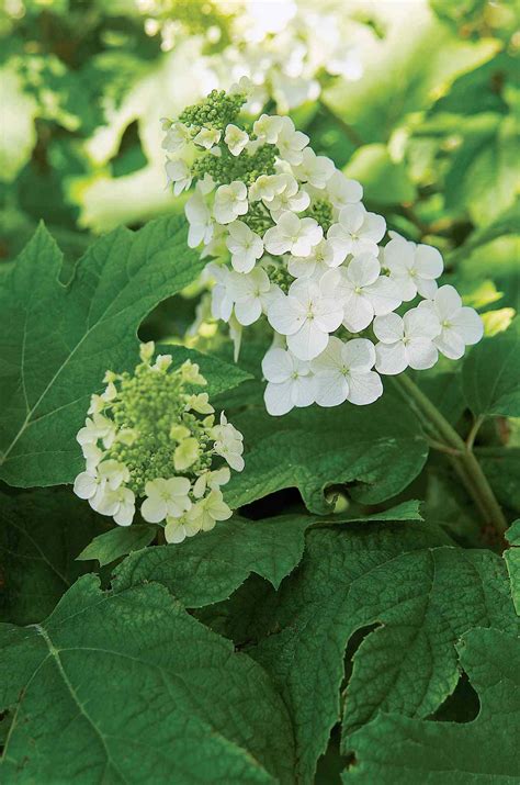 Choose The Best Hydrangeas For Your Garden Better Homes And Gardens