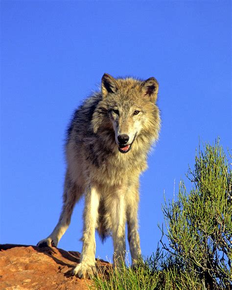 Gray Wolf Above Photograph By Larry Allan Pixels