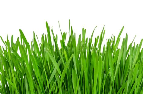 Green Grass Stock Photo Image Of Spring Meadow Background 24101568