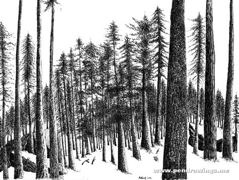 How To Draw Pine Trees With Pen And Ink Pen And Ink Drawings By Rahul