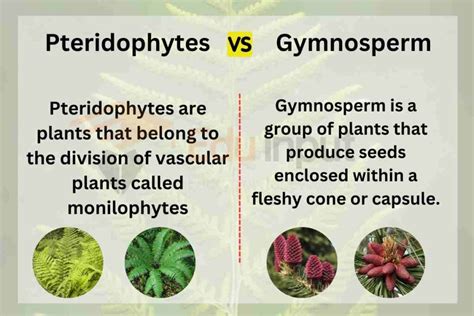 Difference Between Pteridophytes And Gymnosperms