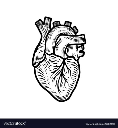 Anatomical Heart Organ Icon Hand Drawn Style Vector Image