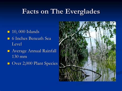 Ppt Water Of The Everglades Powerpoint Presentation Free Download
