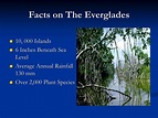 facts about the everglades – the everglades national park – Mcascidos